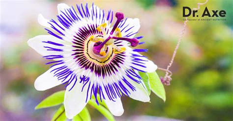 passion flower side effects risks